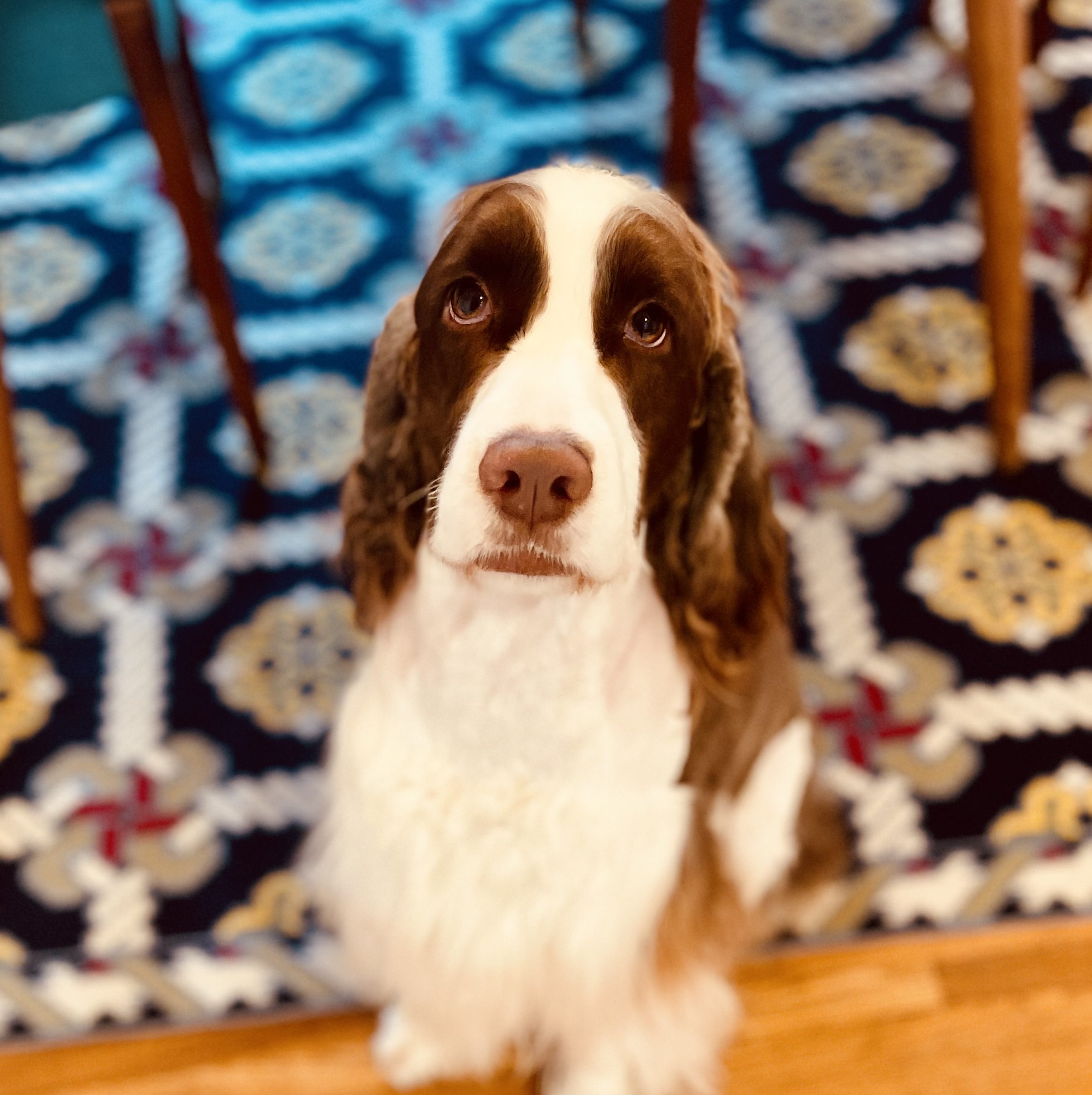 南カリフォルニアの台所から